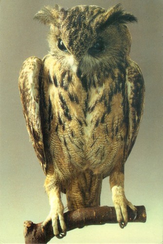 1978 eule bubo - ak,